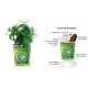 Visstun Go Green Grow Kits Plastic Full Color