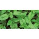 Time4's Visstun® WHITE plastic "Go Green" Grow Kits